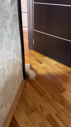 Barni (@maltipoobarnii)’s videos with orijinal ses - Barni