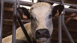 Pourquoi la césarienne est obligatoire pour cette grosse race de vache?