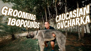 274K views · 12K reactions | Grooming a giant dog is like grooming 10 Rottweilers. Please watch until the end as the 'transformation' is real.  Shoutout Sam Walastik the shampoo of our choice for Tala. "baka naman" hahaha | Supero Dog Farm | Facebook