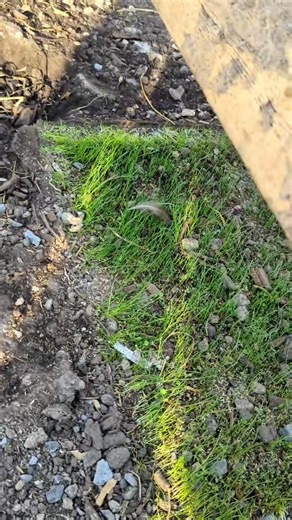 Chicken grass boxes are working great!! Look at that green! #homestead #homesteading #pov #chickenrun #chickencoop #farmlife #farm #growfood #freshair #outdoors | Modern Homestead