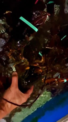 😋 Maine Lobster 🦞