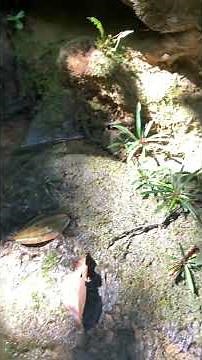 【4K】Bucephalandra filiformis grow in small stream "Unknown name"