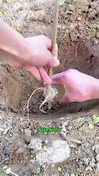 How do people grow trees in a desert with almost no water? #desert #farming #tree #knowledge