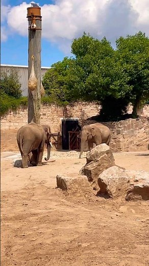 Old MacDonald had a Zoo 🐘 #nurseryrhymes #kidssongs #kidsvideo #singalong #children #kids #toddlers
