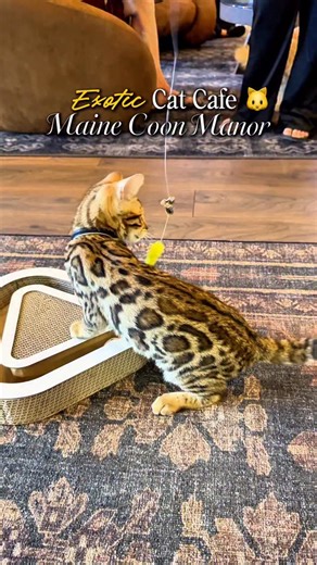 🚨ORLANDO’S BOUGIEST CAT CAFE🚨 @Maincoonmanorcafe recently opened in Kissimmee, FL, on February 1st and I went and it is definitely worth the hype. Out of the Central Florida Cat Cafes I’ve visited, this one definitely ranks most luxurious. Not only do you get to play with rare exotic cat breeds, but they also have an adoption lounge in which adoptable cats live. They source the adoptable cats from local animal rescues and adoptions are $125. Each of the exotics have fun names (I.e. the Scottis