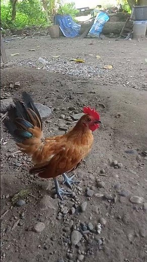 SMALL CHICKEN AND THE WORLD JAVA CHICKEN