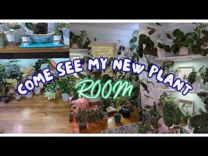 Introducing my NEW PLANT ROOM!!! #plantroom #houseplants #indoorgardening #hoya