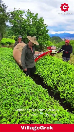 Tea Harvesting with Machine: Modern Tea Plantation in Action