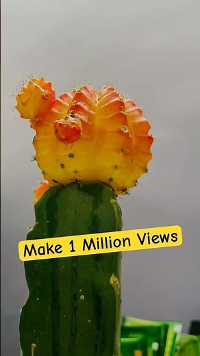 Cactus 🌵! Home Decor