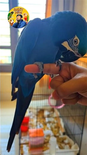 Hyacinth macaw Parrot 😍 waooo - Birds - ANKIT K PETS