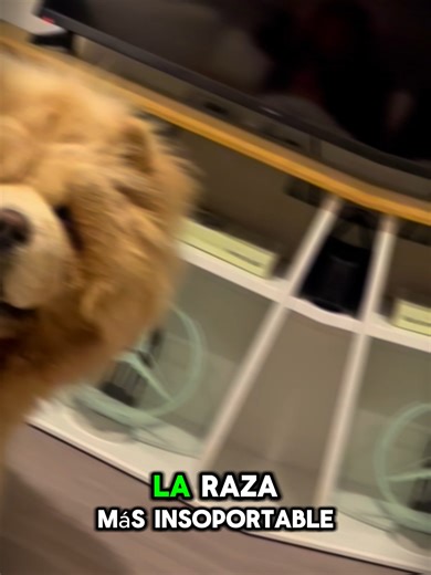 Charming Chow Chow Puppies: Your Ultimate Guide