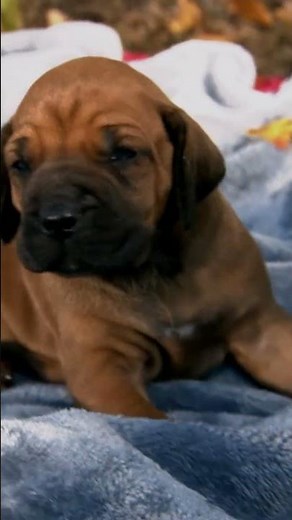 Cute Pups Brave the Cold! | Too Cute! | Animal Planet