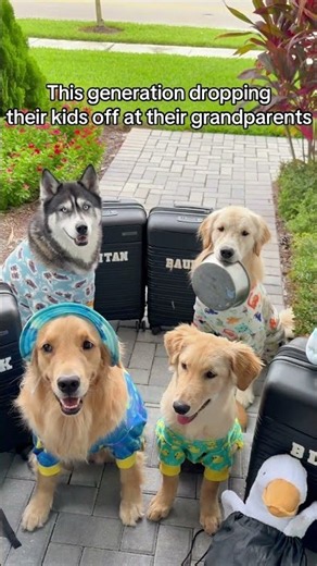 Anyone for a sleepover? 😂 these kids come prepared! #dogs #goldenretriever #husky #puppy