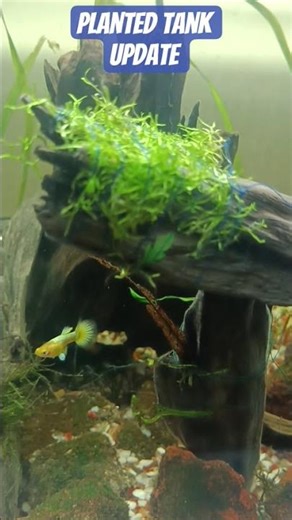 #plantedtank Update 🌿 | Added New Plants | Low-Tech Aquarium #aquascapingindia #plantandtankvibes