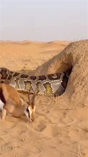 Python Ambushes Baboon and Pulls It Underground in Second #PythonVsDeer