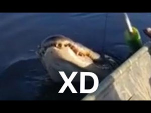 Robot Rock Aligator (Meme)