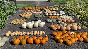 170K views · 10K reactions | Pumpkin & Squash Harvest! 李 Full Video - https://youtu.be/8tBbsQJUmU0 | Garden Answer | Facebook