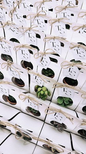 400 Elegant Succulent Gift Sets for Every Occasion