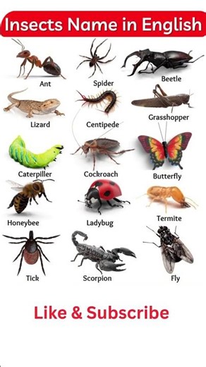 Insect Name in English | Insect Name | Types of insects | #shorts #education #insects #insectsname