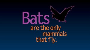 Weird But True!: Mammals