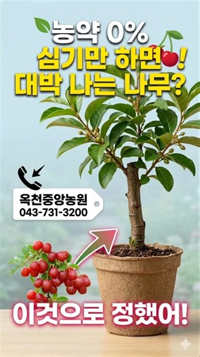 요즘 이거 없어서 못 팔아요! #옥천중앙농원 #옥천묘목시장 #왕보리수묘목 #묘목시장 #사과묘목