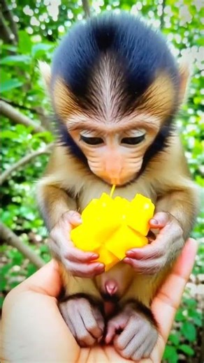 Monkey Tricks His Friends with Spicy Chili -Laughs Like Crazy😛🥵