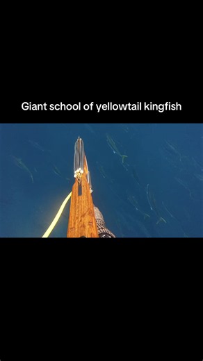Giant school of yellowtail kingfish spearfishing | California ocean dive