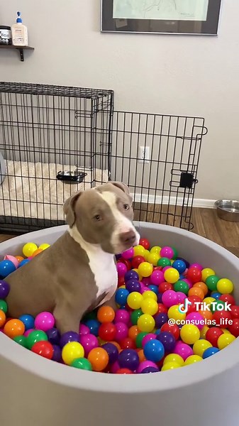 Dog Room Tour!!! 🐾🐶🦴 #roomtour #dogroom #dogroomtour #dogsoftiktok #dogs #roommakeover #pitbull #pittielove #pitbullsofinstagram #prettypittie #happypuppy #lovemylife #pittie #prettypittie #dog #dogoftheday #dogsofinstagram #doglife