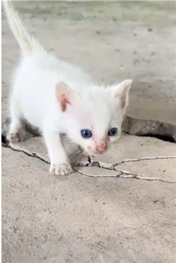While inspecting my old, unused storage shed, I accidentally discovered these poor kittens, and I couldn't find their mother anywhere. So I decided to take them home and care for them, and then...#rescue #animals #cat #kitten #typ