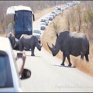 5M views · 3.9K reactions | Rhino attacks the car on the road. #Animal | Happy | Facebook
