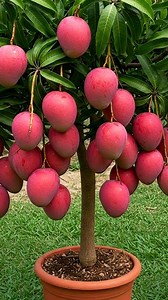 1.2M views · 19K reactions | Mango Tree growing From cutting #Shorts #short #mangografting #mango | Tree Garden | Facebook