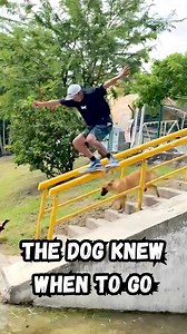 As skaters we’ve all gone through some type of battle on our boards, whether it’s a trick down a set, a handrail or just learning a new trick on Flatground. A battles a battle. And nothing feels better that rolling away from a hard fought battle victorious! 💪 Just ask @munekiller after he rolled away from this sketchy taildrop-boardslide! Even the dog knew when it was going down! 🐕 | Berrics