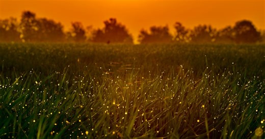 Witness nature’s most magical light show at Congaree’s firefly event this May