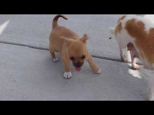 Chihuahua Puppies For Sale