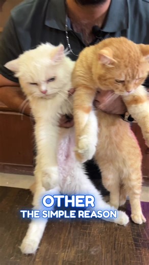 Benefits of Neutering Male Cats Explained