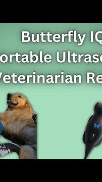 Butterfly IQ Portable Ultrasound Demonstration and Review by a Veterinarian - Dog Ultrasound