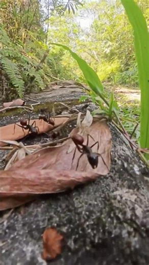 Fire ants 🐜 🐜 🐜 in Malaysia 🇲🇾 | #nature #hiking #ants #wildlife #insects #jungle #outdoor