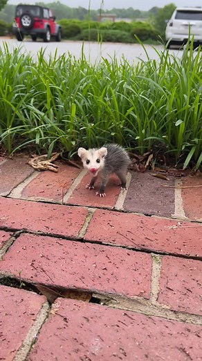 You're Coming Home With Me! Saving and Admiring a Cute Opossum | Animals, Nature