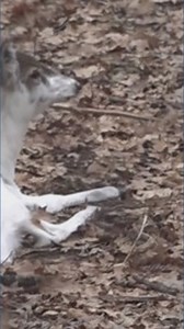 Opening day for Gray wildlife park