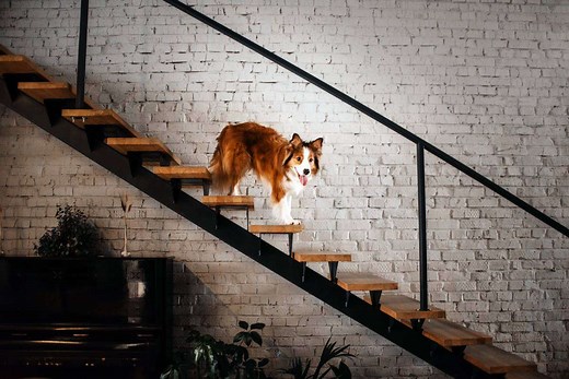 Is Your Dog Refusing To Go Down Stairs? My Solution: A Cheap DIY Stair Runner For Dogs