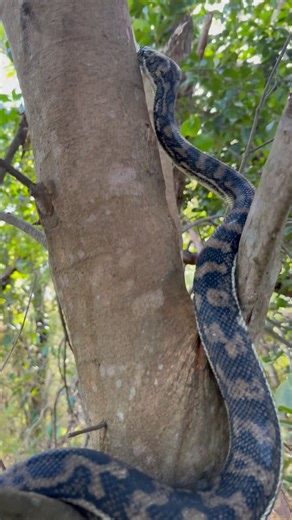 Carpet python climbing a tree 🧘‍♀️ Did you know our human brains are wired to relax when we see slow natural movements. So this is not only cool and I never get sick of seeing it, it’s actually good for us to watch 😜 Enjoy folks 🐍😇 Luke 0499920290 😎🐍 #lukethesnakecatcher #snake #snakecatcher #noosa #sunshinecoast #carpetpython # | Snake Catcher Noosa 24/7 Luke the Snake Catcher