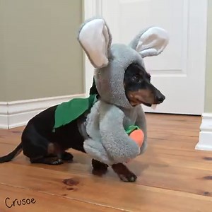 479K views · 7.8K shares | "Perhaps a visit to the orthodontist is in order.." Enjoy the Easter Bunny Bloopers! :) ~ Crusoe | Crusoe the Celebrity Dachshund | Facebook