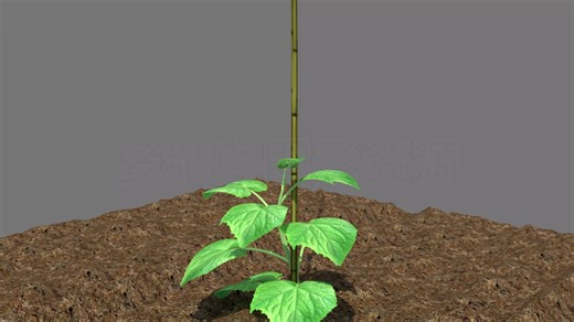 Growfx 制作植物生长动画
