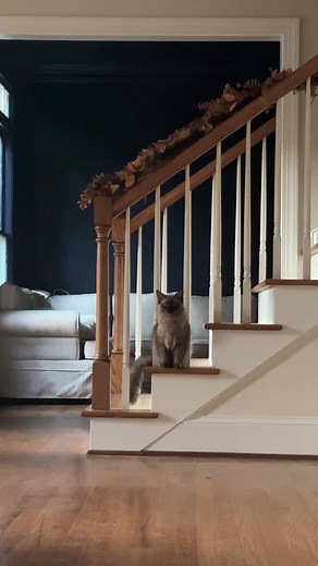 Kelly Traina (@ktrain88)’s videos with Funny - Gold-Tiger