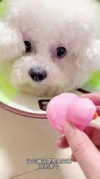Dog's Depression: Unforeseen Consequences Turn Heartbreaking