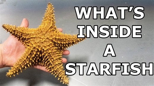 I cut a starfish in half! What’s inside? 🤔