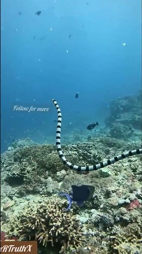 Electric Eel ⚡ Living Shock Machine of the Amazon | Unbelievable Power