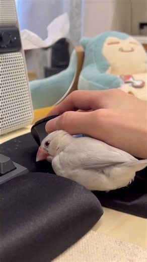 仕事見守り文鳥ねむくん #bird #文鳥 #癒し #文鳥雛