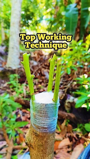 227K views · 2.1K reactions | Teknik Top Working Alpukat Top Working is a technique of grafting or replacing the upper part of a plant (usually the trunk or branches) with a scion or bud from a superior variety #TopWorking #PlantGrafting #GraftingTechnique #TreeGrafting #AgroInnovation #HorticultureLife #FarmerSkills #PlantScience #NatureCreation | Adhy Grafting | Facebook