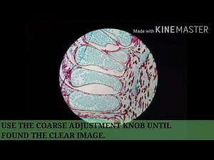 EXPERIMENT 1 - BASIC TECHNIQUES IN MICROSCOPY